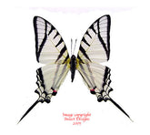 Eurytides protesilaus (Peru) A2